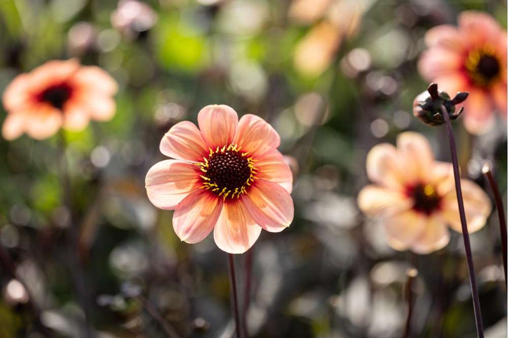 Dahlia 'Happy Single Kiss'